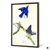 John James Audubon, Blue bird,The Birds of America,canvas print,canvas art,canvas wall art,large wall art,framed wall art,p2301