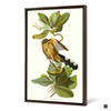 John James Audubon, Mangrove Cuckoo,The Birds Of America,Canvas Print,Canvas Art,Canvas Wall Art,Large Wall Art,Framed Wall Art,P2412