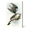 John James Audubon, Black Winged Hawk,The Birds of America,canvas print,canvas art,canvas wall art,large wall art,framed wall art,p2299