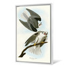John James Audubon, Black Winged Hawk,The Birds of America,canvas print,canvas art,canvas wall art,large wall art,framed wall art,p2299