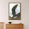 John James Audubon, Black Backed Gull,The Birds of America,canvas print,canvas art,canvas wall art,large wall art,framed wall art,p2290