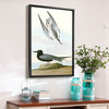 John James Audubon, Black Tern,The Birds of America,canvas print,canvas art,canvas wall art,large wall art,framed wall art,p2295