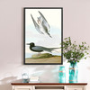 John James Audubon, Black Tern,The Birds of America,canvas print,canvas art,canvas wall art,large wall art,framed wall art,p2295