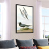 John James Audubon, Black Tern,The Birds of America,canvas print,canvas art,canvas wall art,large wall art,framed wall art,p2295