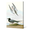 John James Audubon, Black Tern,The Birds of America,canvas print,canvas art,canvas wall art,large wall art,framed wall art,p2295