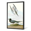 John James Audubon, Black Tern,The Birds of America,canvas print,canvas art,canvas wall art,large wall art,framed wall art,p2295