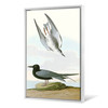 John James Audubon, Black Tern,The Birds of America,canvas print,canvas art,canvas wall art,large wall art,framed wall art,p2295