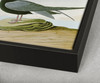 John James Audubon, Black Tern,The Birds of America,canvas print,canvas art,canvas wall art,large wall art,framed wall art,p2295