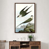 John James Audubon, Arctic Yager,The Birds of America,canvas print,canvas art,canvas wall art,large wall art,framed wall art,p2273