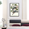 John James Audubon, Band tailed Pigeon,The Birds of America,canvas print,canvas art,canvas wall art,large wall art,framed wall art,p2279