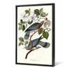 John James Audubon, Band tailed Pigeon,The Birds of America,canvas print,canvas art,canvas wall art,large wall art,framed wall art,p2279
