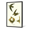 John James Audubon, American Swift,The Birds of America,canvas print,canvas art,canvas wall art,large wall art,framed wall art,p2270
