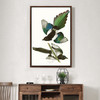 John James Audubon, American Magpie,The Birds of America,canvas print,canvas art,canvas wall art,large wall art,framed wall art,p2266