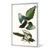 John James Audubon, American Magpie,The Birds of America,canvas print,canvas art,canvas wall art,large wall art,framed wall art,p2266