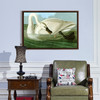 John James Audubon, Trumpeter Swan,The Birds Of America,Canvas Print,Canvas Art,Canvas Wall Art,Large Wall Art,Framed Wall Art,P1947