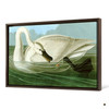 John James Audubon, Trumpeter Swan,The Birds Of America,Canvas Print,Canvas Art,Canvas Wall Art,Large Wall Art,Framed Wall Art,P1947