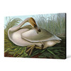 John James Audubon,Trumpeter Swan,The Birds of America,canvas print,canvas art,canvas wall art,large wall art,framed wall art,p1970