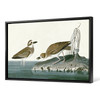 John James Audubon, Wilson's Plover,The Birds of America,canvas print,canvas art,canvas wall art,large wall art,framed wall art,p1964