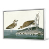 John James Audubon, Wilson's Plover,The Birds of America,canvas print,canvas art,canvas wall art,large wall art,framed wall art,p1964