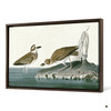 John James Audubon, Wilson's Plover,The Birds of America,canvas print,canvas art,canvas wall art,large wall art,framed wall art,p1964