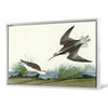 John James Audubon, Wilson's Phalarope,The Birds of America,canvas print,canvas art,canvas wall art,large wall art,framed wall art,p1963