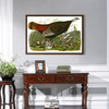 John James Audubon, Wild Turkey,The Birds of America,canvas print,canvas art,canvas wall art,large wall art,framed wall art,p1961