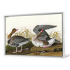 John James Audubon, White fronted Goose,The Birds of America,canvas print,canvas art,canvas wall art,large wall art,framed wall art,p1956