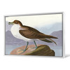 John James Audubon, Wandering Shearwater,The Birds of America,canvas print,canvas art,canvas wall art,large wall art,framed wall art,p1954