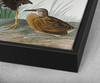 John James Audubon, Virginia Rail,The Birds of America,canvas print,canvas art,canvas wall art,large wall art,framed wall art,p1952