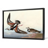 John James Audubon, Turn stone,The Birds of America,canvas print,canvas art,canvas wall art,large wall art,framed wall art,p1950