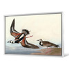 John James Audubon, Turn stone,The Birds of America,canvas print,canvas art,canvas wall art,large wall art,framed wall art,p1950