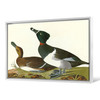 John James Audubon, Tufted Duck,The Birds of America,canvas print,canvas art,canvas wall art,large wall art,framed wall art,p1949