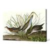 John James Audubon, Sora or Rail,The Birds of America,canvas print,canvas art,canvas wall art,large wall art,framed wall art,p1939