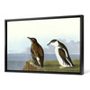 John James Audubon,Slender billed Guillemot,The Birds of America,canvas print,canvas art,canvas wall art,large wall art,framed art,p1935