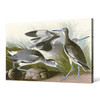 John James Audubon,Semipalmated Snipe,or Willet,The Birds of America,canvas print,canvas art,canvas wall art,large wall art,framed art,p1931