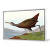John James Audubon, Scolopaceus Courlan,The Birds of America,canvas print,canvas art,canvas wall art,large wall art,framed wall art,p1929