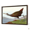 John James Audubon, Scolopaceus Courlan,The Birds of America,canvas print,canvas art,canvas wall art,large wall art,framed wall art,p1929