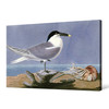 John James Audubon, Sandwich Tern,The Birds of America,canvas print,canvas art,canvas wall art,large wall art,framed wall art,p1925