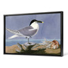 John James Audubon, Sandwich Tern,The Birds of America,canvas print,canvas art,canvas wall art,large wall art,framed wall art,p1925