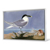 John James Audubon, Sandwich Tern,The Birds of America,canvas print,canvas art,canvas wall art,large wall art,framed wall art,p1925