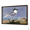 John James Audubon, Sandwich Tern,The Birds of America,canvas print,canvas art,canvas wall art,large wall art,framed wall art,p1925
