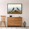 John James Audubon, Ring Plover,The Birds of America,canvas print,canvas art,canvas wall art,large wall art,framed wall art,p1918