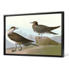 John James Audubon, Richardson's Jager,The Birds of America,canvas print,canvas art,canvas wall art,large wall art,framed wall art,p1917