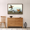 John James Audubon, Red Phalarope,The Birds of America,canvas print,canvas art,canvas wall art,large wall art,framed wall art,p1915