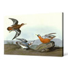 John James Audubon, Red Phalarope,The Birds of America,canvas print,canvas art,canvas wall art,large wall art,framed wall art,p1915