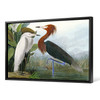 John James Audubon, Purple Heron,The Birds of America,canvas print,canvas art,canvas wall art,large wall art,framed wall art,p1906
