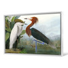 John James Audubon, Purple Heron,The Birds of America,canvas print,canvas art,canvas wall art,large wall art,framed wall art,p1906