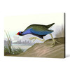 John James Audubon, Purple Gallinule,The Birds of America,canvas print,canvas art,canvas wall art,large wall art,framed wall art,p1905