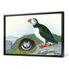 John James Audubon, Puffin,The Birds of America,canvas print,canvas art,canvas wall art,large wall art,framed wall art,p1904