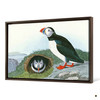 John James Audubon, Puffin,The Birds of America,canvas print,canvas art,canvas wall art,large wall art,framed wall art,p1904